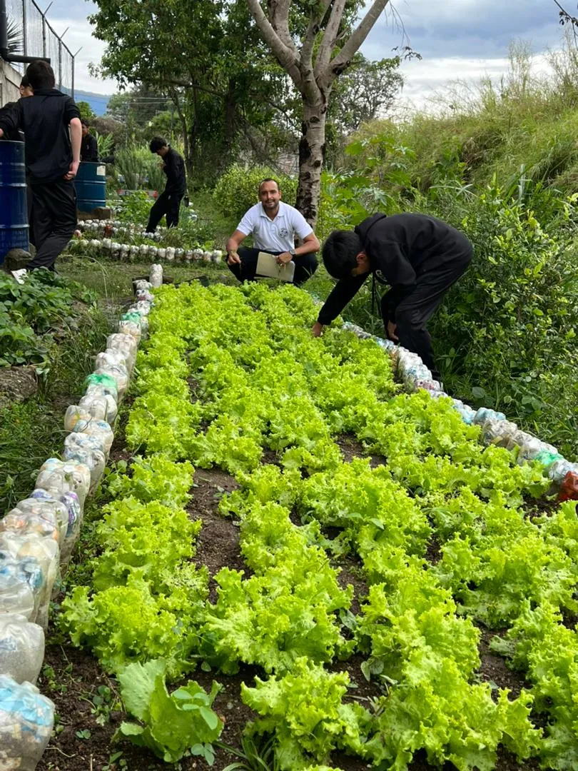 Plantas cultivadas en el invernadero